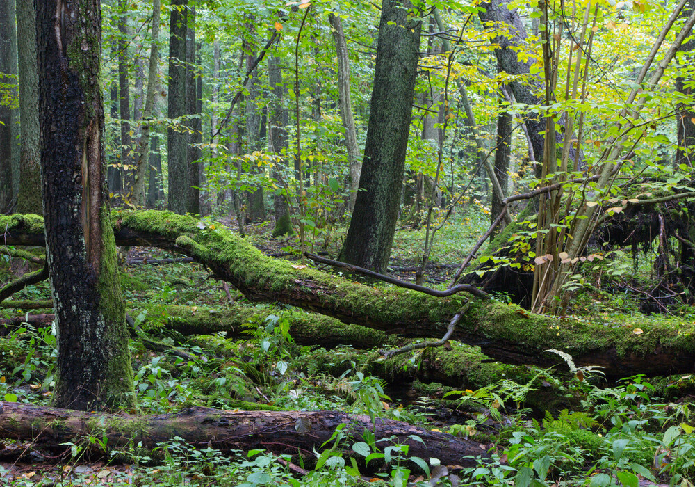 Der Urwald von Białowieża, eines der letzten verbliebenen Urwaldgebiete Europas